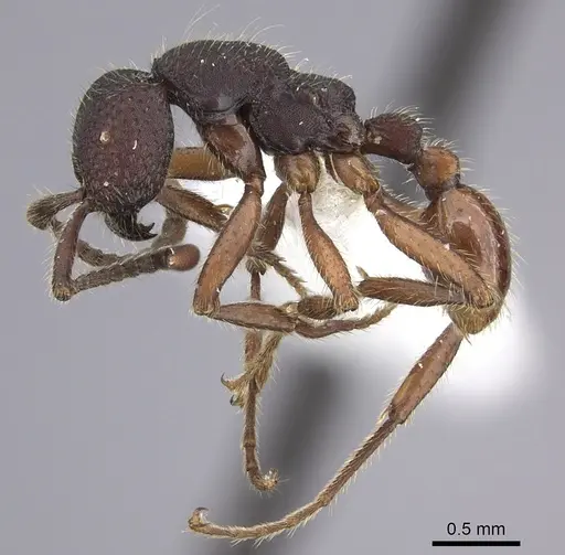 Neivamyrmex asper specimen