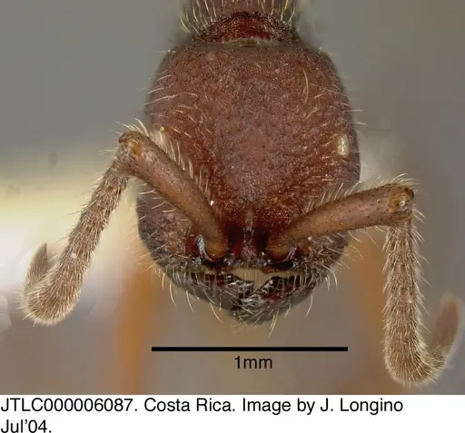 Neivamyrmex asper - JTLC000006087