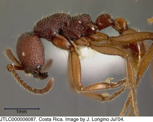 Neivamyrmex asper - JTLC000006087