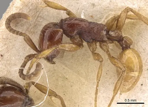Neivamyrmex balzani specimen