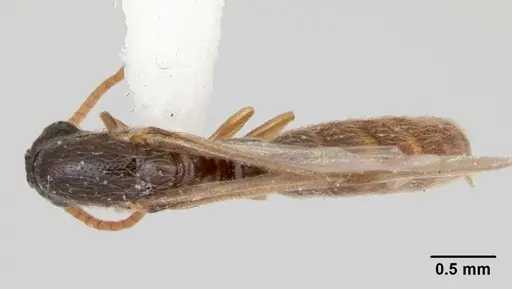 Neivamyrmex baylori specimen