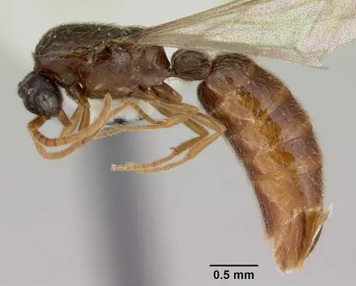 Neivamyrmex baylori specimen