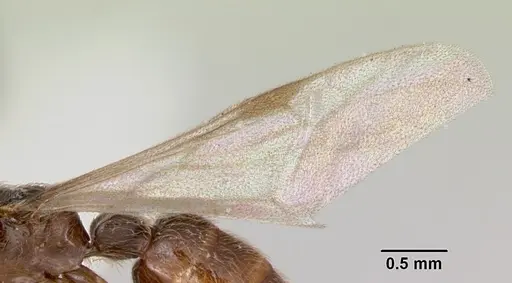 Neivamyrmex baylori - CASENT0103459