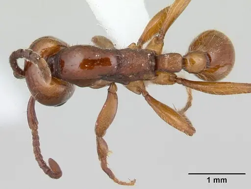 Neivamyrmex bohlsi specimen