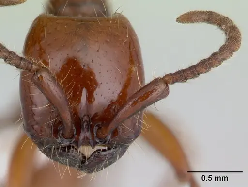 Neivamyrmex bohlsi specimen