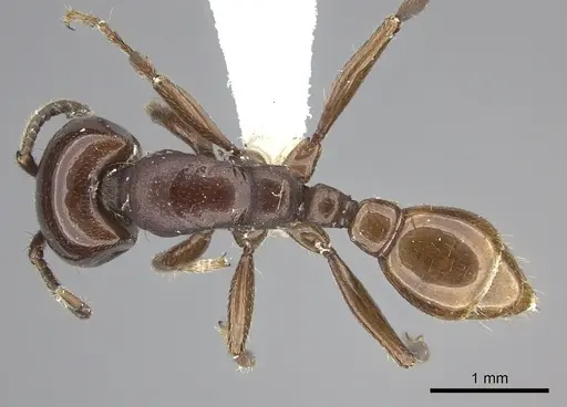 Neivamyrmex bruchi specimen