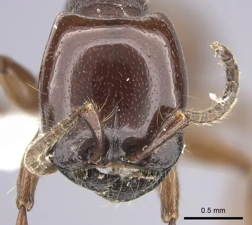 Neivamyrmex bruchi specimen
