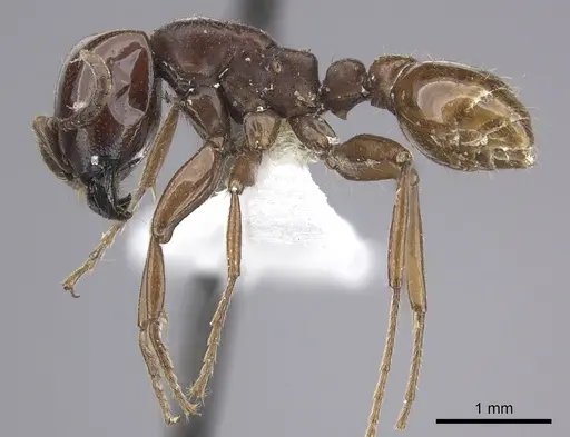 Neivamyrmex bruchi specimen