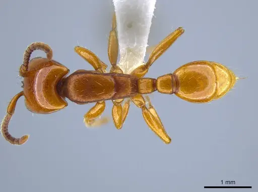 Neivamyrmex bruchi - CASENT0617053