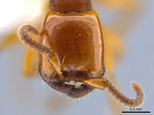 Neivamyrmex bruchi - CASENT0617053