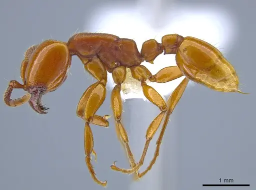Neivamyrmex bruchi - CASENT0617053