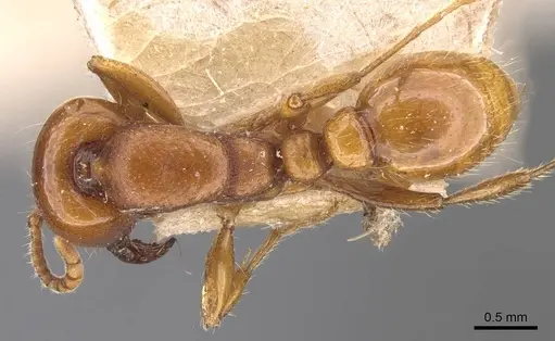 Neivamyrmex bruchi - CASENT0905950