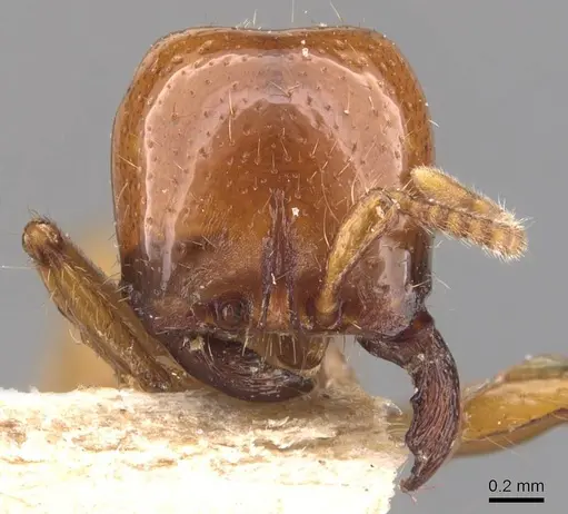 Neivamyrmex bruchi - CASENT0905950