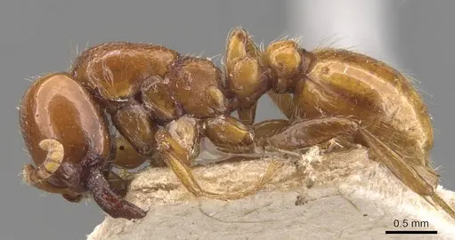 Neivamyrmex bruchi - CASENT0905950