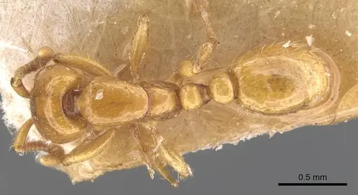 Neivamyrmex bruchi - CASENT0905951