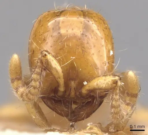 Neivamyrmex bruchi - CASENT0905951