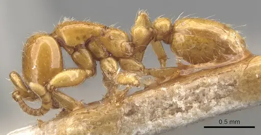 Neivamyrmex bruchi - CASENT0905951