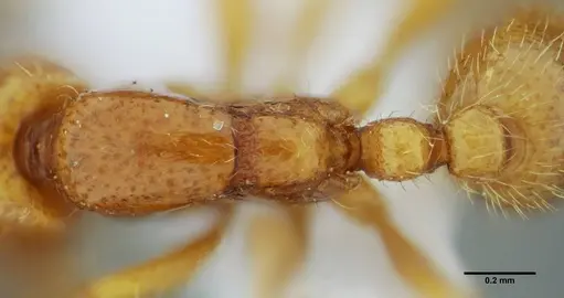 Neivamyrmex bruchi - UFV-LABECOL-003508