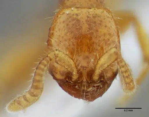 Neivamyrmex bruchi - UFV-LABECOL-003508