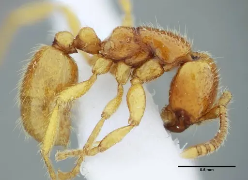 Neivamyrmex bruchi - UFV-LABECOL-003508