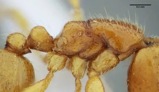 Neivamyrmex bruchi - UFV-LABECOL-003508