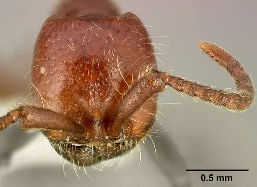 Neivamyrmex californicus specimen