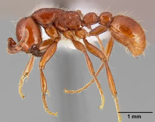 Neivamyrmex californicus specimen