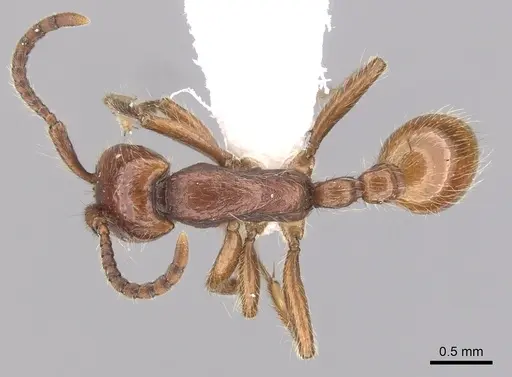 Neivamyrmex californicus - CASENT0249473