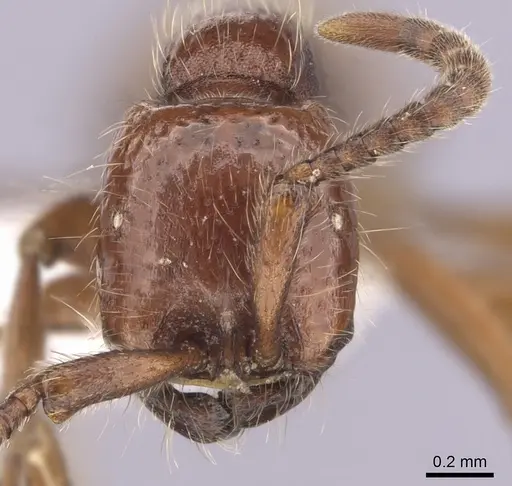 Neivamyrmex californicus - CASENT0249473