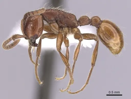 Neivamyrmex californicus - CASENT0249473