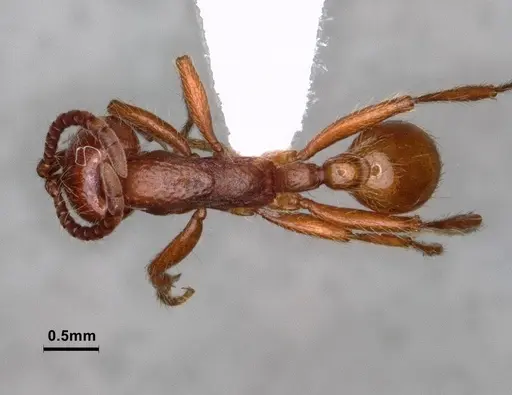 Neivamyrmex californicus - CASENT0883398