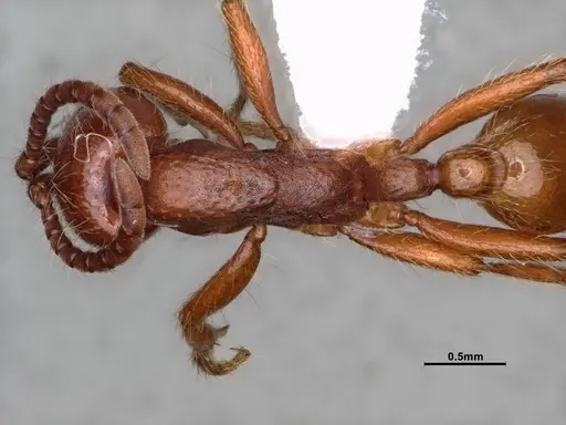 Neivamyrmex californicus - CASENT0883398