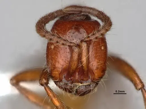 Neivamyrmex californicus - CASENT0883398