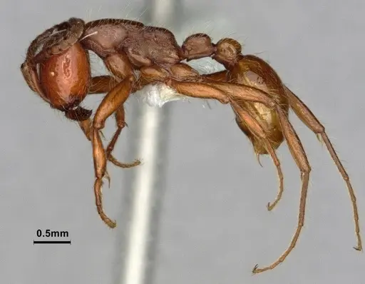 Neivamyrmex californicus - CASENT0883398