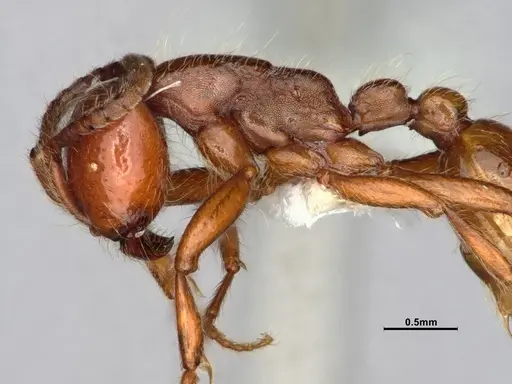 Neivamyrmex californicus - CASENT0883398