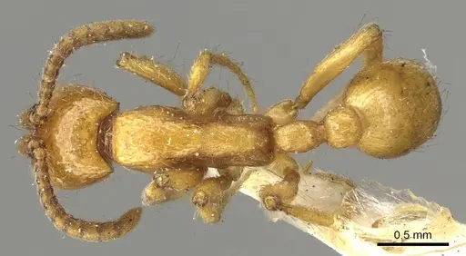 Neivamyrmex californicus - CASENT0902640