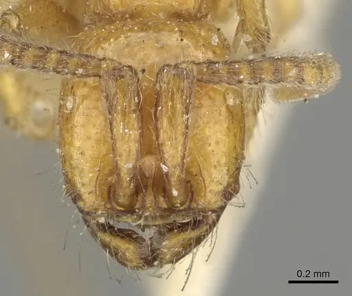 Neivamyrmex californicus - CASENT0902640