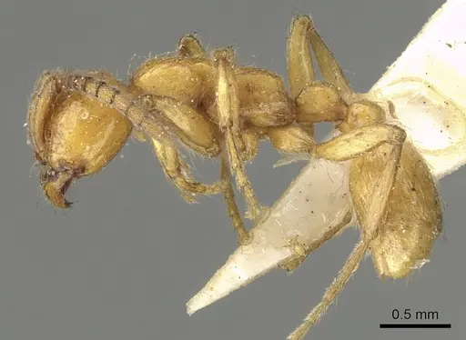 Neivamyrmex californicus - CASENT0902640