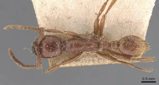 Neivamyrmex californicus - CASENT0905952