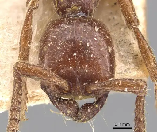 Neivamyrmex californicus - CASENT0905952