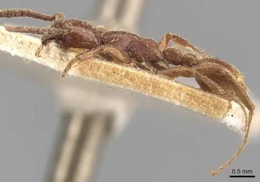 Neivamyrmex californicus - CASENT0905952