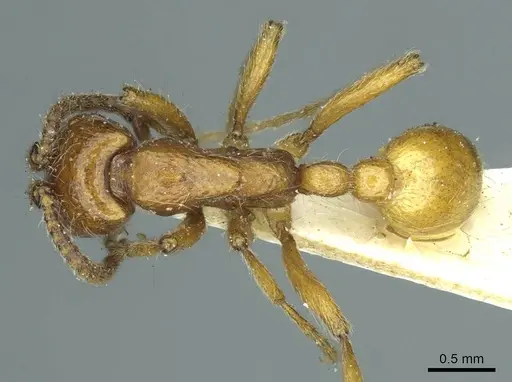 Neivamyrmex californicus - CASENT0915857