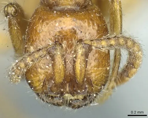 Neivamyrmex californicus - CASENT0915857