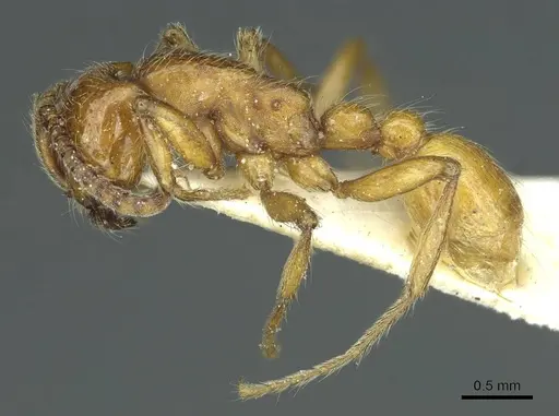 Neivamyrmex californicus - CASENT0915857