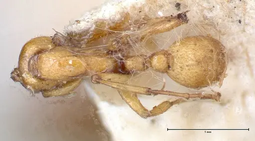 Neivamyrmex californicus - FOCOL0389-1