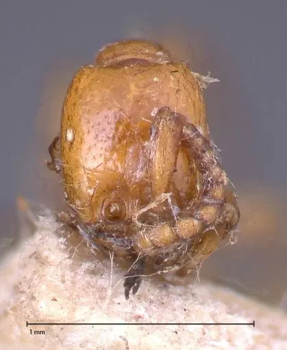 Neivamyrmex californicus - FOCOL0389-1