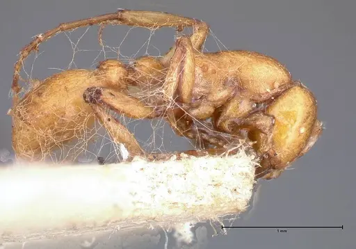 Neivamyrmex californicus - FOCOL0389-1