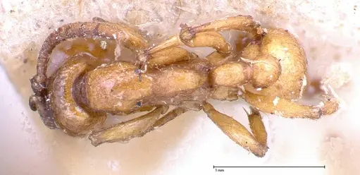 Neivamyrmex californicus - FOCOL0389-2