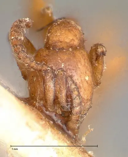 Neivamyrmex californicus - FOCOL0389-2