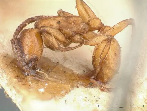 Neivamyrmex californicus - FOCOL0389-2